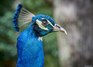 The Peacock Headshot